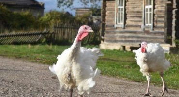 Trichopolum pro krůty - účel aplikace a dávkování